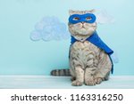 Superhero cat  scottish whiskas ...