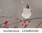 Close Up Of A Tufted Titmouse 