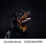 Rottweiler Dog On Grey And...