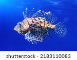 Lionfish  pterois volitans  ...