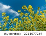 Bottom view of rapeseed flowers on a field with the blue sky with delicate cirrus clouds in the background