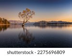 Famous Wanaka Tree in the water with reflection during sunrise. Moon is lighting up tree and surrounding while there are still stars in the sky. Location is in Wanaka near Queenstown in New Zealand. 