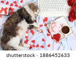 Modern woman work desk, cozy home office with cat, valentine's day concept. Computer, coffee latte, red hearts, flowers and meringues on a light blanket, healthy lifestyle, flat lay, selective focus.