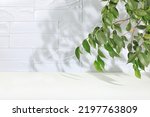 Empty showcase for display or presentation of cosmetic products, scene for design, abstract background with tropical leaves and shadows, modern creative display,