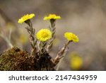 Coltsfoot Flowers In Spring...