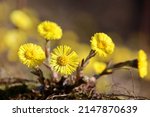 Coltsfoot Flowers On A Glade In ...