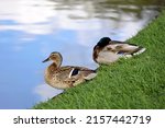 Couple of mallard ducks resting on a lake coast in green grass. Male and female wild ducks in spring or summer park