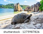 Aldabra Giant Tortoise  Turtle...