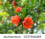 Punica Granatum Tree Or Red...