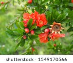 Punica Granatum Tree Or Red...