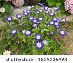 Small photo of Cultivated Convolvulus tricolor flowers in the garden, close up. Dwarf morning-glory, funnel-shaped blossoms: blue and white with yellow center. Colorful, flowering plant in the family Convolvulaceae.