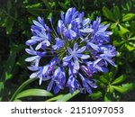 Agapanthus Praecox  Blue Lily...