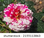 Small photo of 'Abracadabra' Kordes Rose, fresh striped pink-white-yellow blossom, close up. Rosa is woody, perennial and flowering plant of the family Rosaceae.