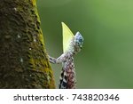 Small photo of Draco flying lizard of western ghats shot in deep woods