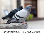 Two Feral Pigeons  Common Grey...