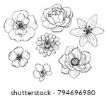 ink  pencil flower sketch... | Shutterstock .eps vector #794696980
