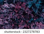 Creative fluorescent tropical background of tropical plant leaves.  