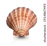 Sea Shell  Scallop  Isolated On ...