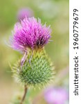 Small photo of The blooming medicinal plant burdock or edible burdock flowers. Blooming burdock close up