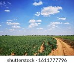 Small photo of tapioca farm landscape with stratus cloud background