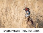 Male Common Pheasant Phasianus...