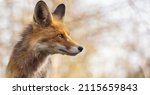 Portrait Of A Red Fox Vulpes...