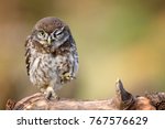 Little Owl  Athene Noctua  Is...