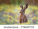 European hare stands in the...