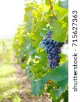 Ripe Grapes In A Vineyard ...