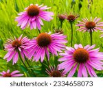Small photo of Purple coneflowers or hedgehog coneflowers (Echinacea purpurea). Pink or reddish-purple ligulate florets around a domed central spiny protuberance of yellow florets