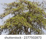 Small photo of (Gleditsia triacanthos var. inermis ) Honey locust or thorny honeylocus, ornamental tree with a majestic umbrella-shaped crown, greenish-yellow leaves and brown pods showcasing fall colors
