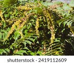 Small photo of (Berberia or Mahonia bealei) Leatherleaf mahonia or Beale's barberry. Ornamental multi-stemmed schrub bearing pinnate prickly leaves, yellow flowers in erect and hanging clusters and blue grapelike f