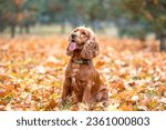 Small photo of red-haired purebred dog of the American Cocker spaniel breed sits among the yellow autumn fallen leaves in the park