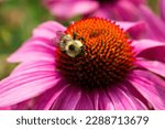 Bumblebee Closeup Pollinating...