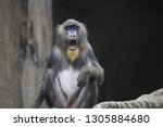 A Baboon Was Shocked At The...
