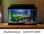 Small fish tank aquarium with colourful snails and fish at home on wooden table. Fishbowl with freshwater animals in the room