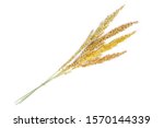 Wheat Isolated On White Close...