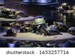 Small photo of red faced turtles at the animal shelter
