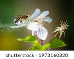 Honey bee collecting pollen...