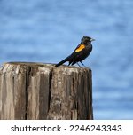 Red-Winged Blackbird Perched On A Piling