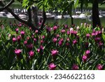 Small photo of Nature's delicate masterpiece: the Siam Tulip blooms in hues of enchanting pink, a testament to beauty's subtlety and the earth's artistic touch.