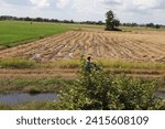 Small photo of An amazing view unfolds as plodding rice fields stretch beneath a blue sky. New rice shoots emerge, creating a fresh and vibrant landscape in the countryside.