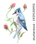 Blue Jay Bird With Rose Flowers ...