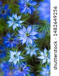 Small photo of love-in-the-mist flower, roman coriander flower, wild blue fennel flower, Nigella sativa, black cumin, buttercup family, pretty blue flowers, lacy frond leaves, periwinkle petals