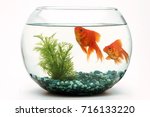 Goldfish Fishbowl