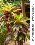 Small photo of Codiaeum variegatum (fire croton, garden croton, or variegated croton) is a species of plant in the genus Codiaeum.