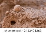 Small photo of Gastropod fossil found in the Massive Eilat Nature Reserve in the southern Israel. A snail fossil, the most common type of gastropod fossils.