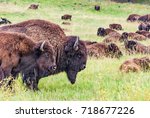 Herd of American bison. Group of buffalo lying on the green meadow. Prairie landscape