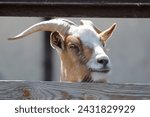 White-Brown goat behind a wooden fence close-up.