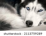 Siberian Husky Dog Lies On The...